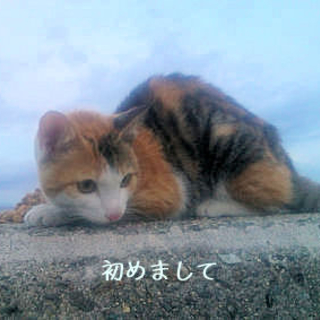甘えん坊で気まぐれにゃんこ