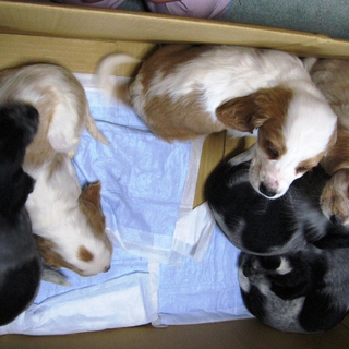 １月２３日生まれ子犬