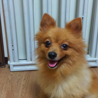 陽気なポメラニアンのジョリーちゃん　6歳