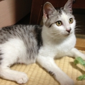 甘えん坊なイケメン猫