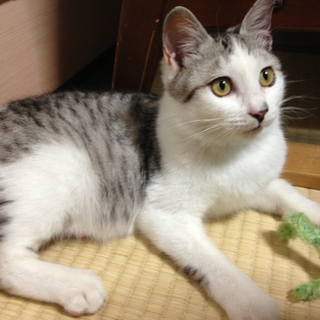 甘えん坊なイケメン猫