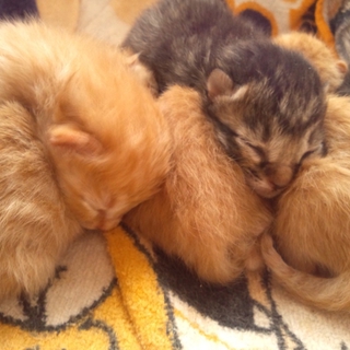 アメショーとチンチラの孫!!!可愛い6つ子ちゃん