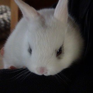 ウサギの赤ちゃん里親募集