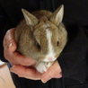 ウサギの赤ちゃん里親募集 サムネイル2