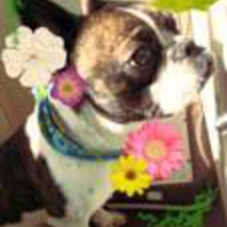 成犬フレンチブルドッグ♂
