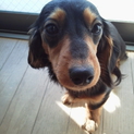 急募！かわいいダックスメス子犬里親募集！