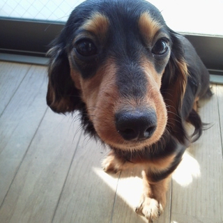 急募！かわいいダックスメス子犬里親募集！