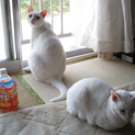 【オスの白猫】里親を募集しています