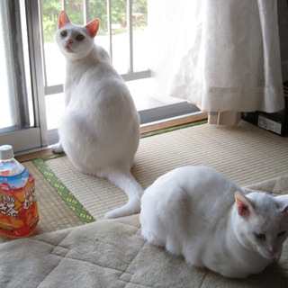 オスの白猫 里親を募集 埼玉県 猫の里親募集 ペットのおうち 月間利用者150万人