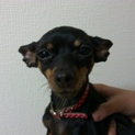 極小ミニピン 成犬