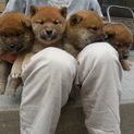 里親募集！子犬オス3匹メス1匹です。