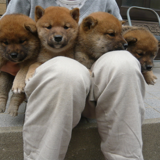 里親募集！子犬オス3匹メス1匹です。