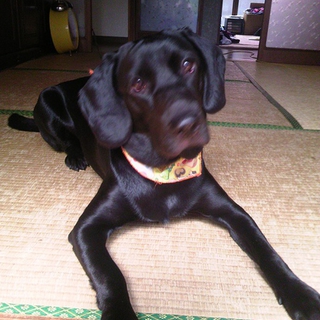 ラブ系 ２歳　新しい家族募集中