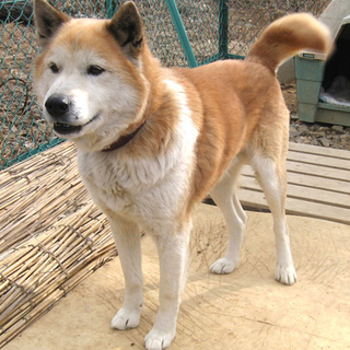 飼育放棄 柴系mix マーチ♂ 新しい家族大募集！