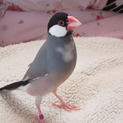 文鳥３羽里親募集します。
