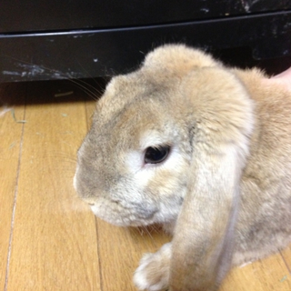 ロップイヤーのうさぎさん