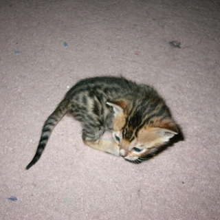 ベンガルの子猫