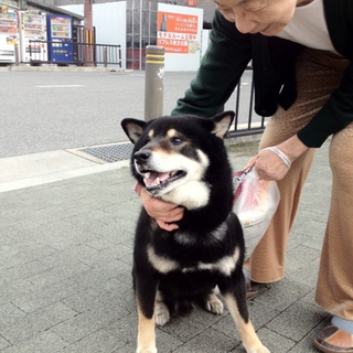 黒柴のだいちゃん飼い主募集