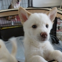 好奇心旺盛！元気な子犬2ヶ月くますけ