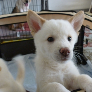 好奇心旺盛！元気な子犬2ヶ月くますけ