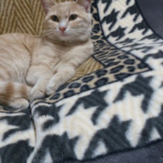 とても人懐こい美猫です☆ミルクティ色でキレイです☆