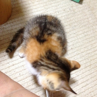 子猫里親募集