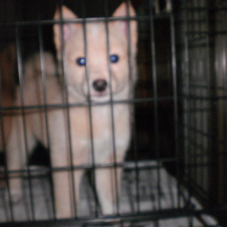 フサフサでコロコロのぼく