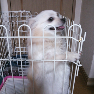 優しい里親様が見つかりました！有難うございました。