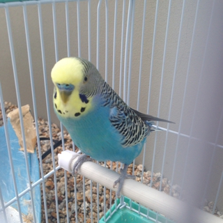 セキセイインコ里親さん募集します