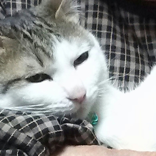 暴れん坊。でも寂しがり屋