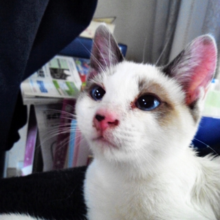 子猫の里親様を探しています！