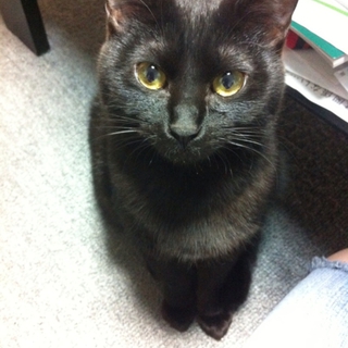 可愛い黒猫のスカイちゃん