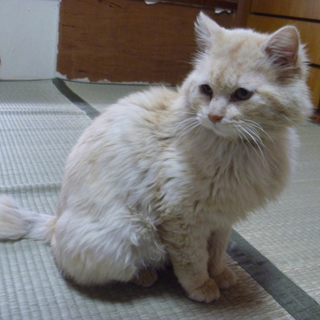 人懐っこいタマちゃんを可愛がってくれる方、募集中