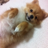 ふわふわポメラニアンちゃん サムネイル5