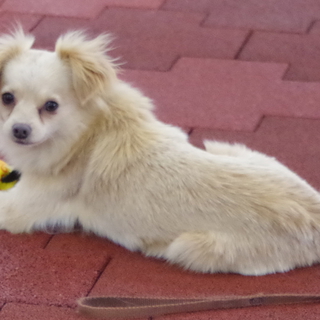 可愛いMIX犬の家族募集