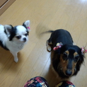 可愛がってもらえる方探しています。