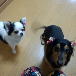 可愛がってもらえる方探しています。