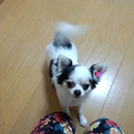 可愛がってもらえる方探しています。