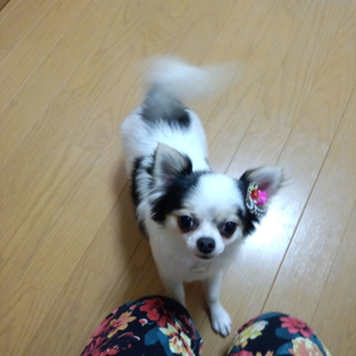 可愛がってもらえる方探しています。