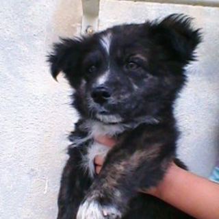 仔犬