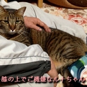 おっとり・デカ猫ルナちゃん