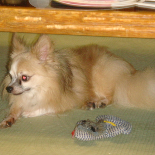 成犬チワワですが面倒みてください。