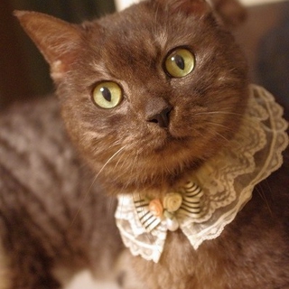 ドヤ顔じゃっく成猫オス里親募集中