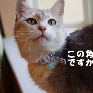 末っ子キャラのサニー