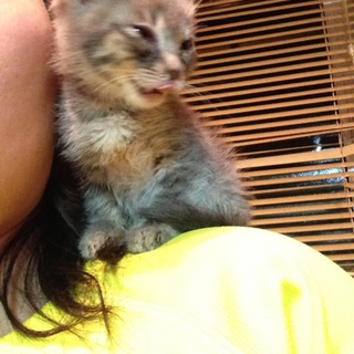 子猫の里親さん募集