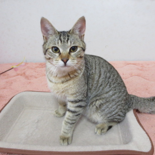 しっぽがクルン　くりゅくん