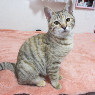 おでこにポイント　ダイヤちゃん