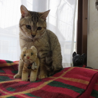 手足が短い　まんちゃん