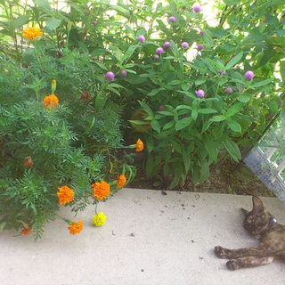 さみしがり屋　ジジ