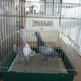 鳩の里親さまを募集しております。